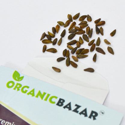 Dimorphoteca Glistening White