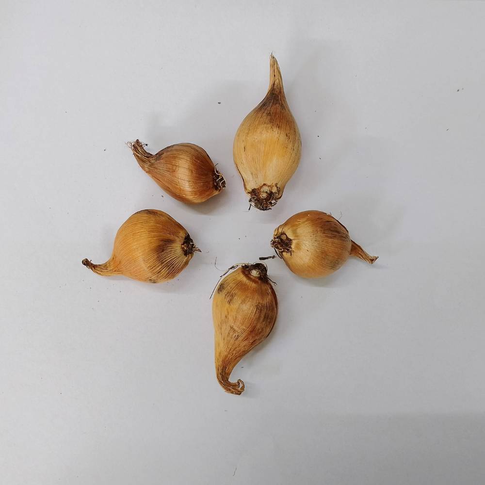 Dutch Iris Eye of the Tiger Flower Bulbs