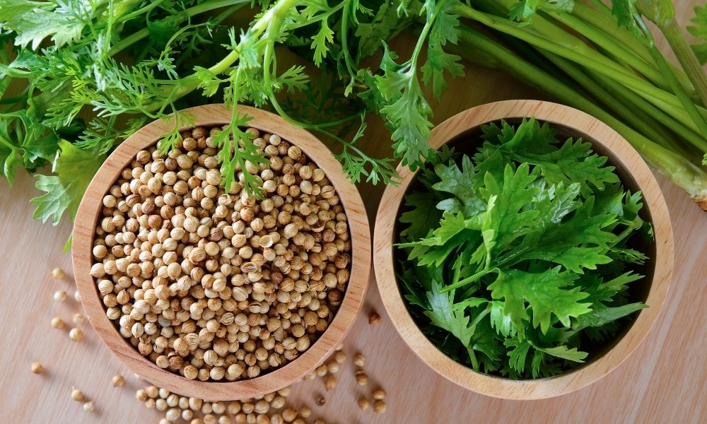 How To Grow Coriander At Home In Hindi