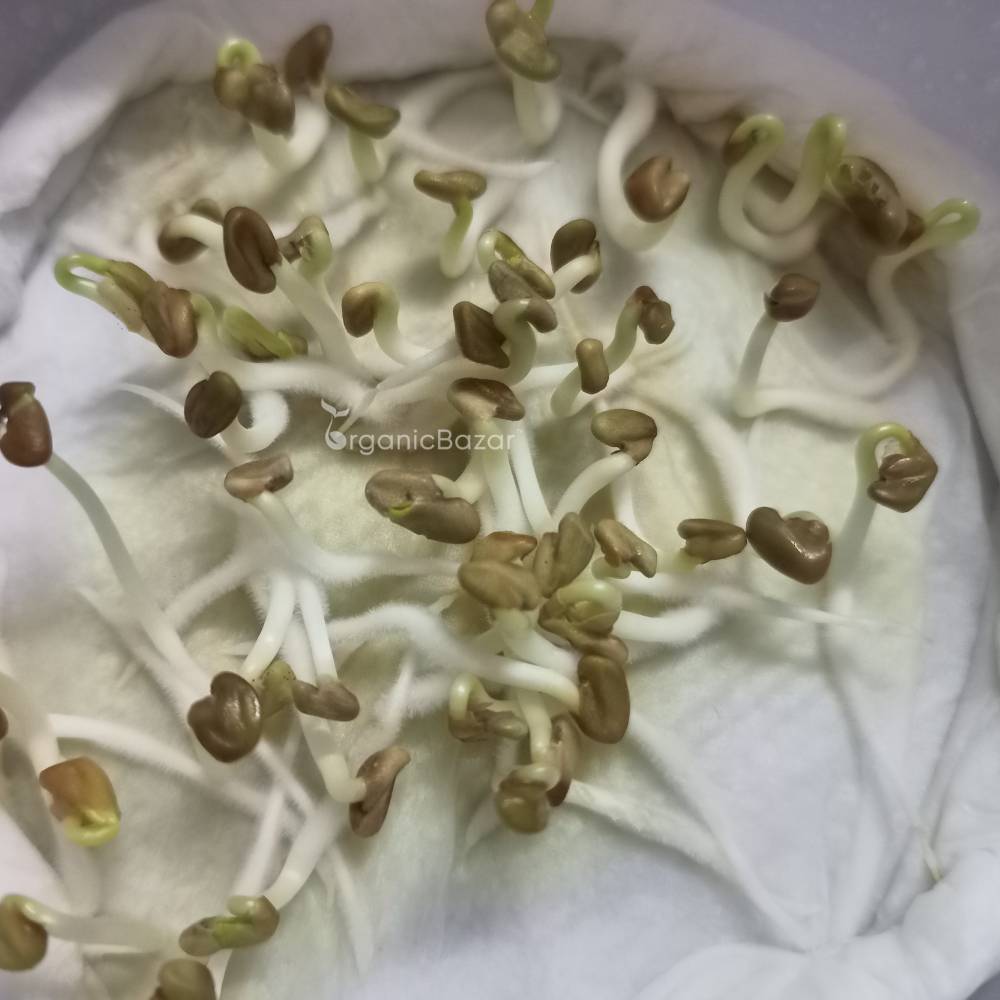 Fenugreek Microgreens Seeds
