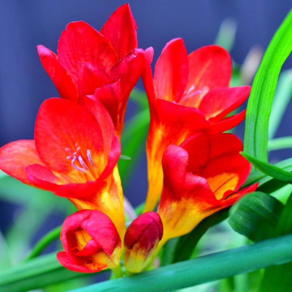 Freesia Red Flower Bulbs