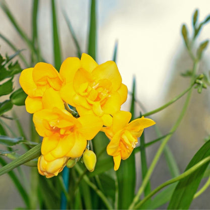 Freesia Yellow Flower Bulbs