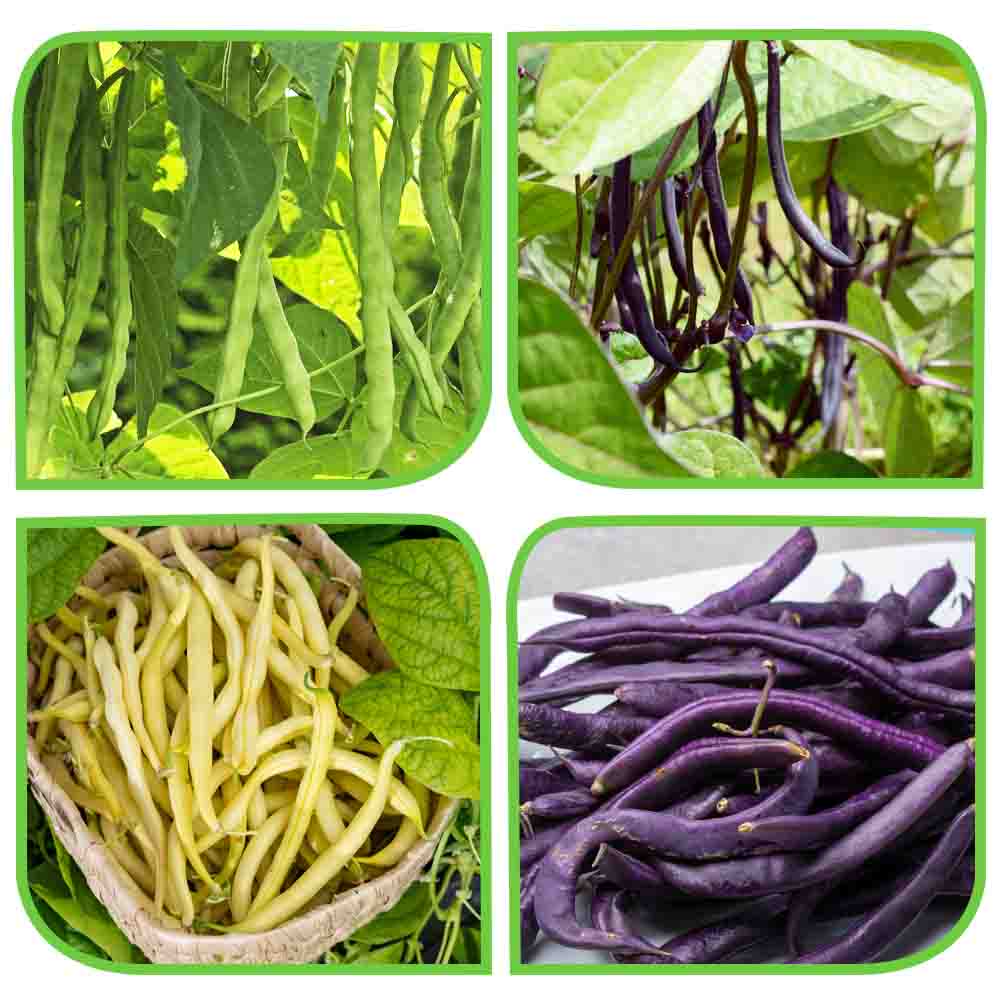 3 Different Varieties French Beans Seeds Combo Pack