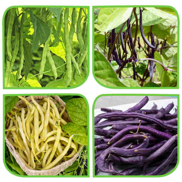 3 Different Varieties French Beans Seeds Combo Pack