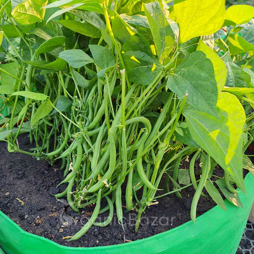 French Beans Bush Type (2)