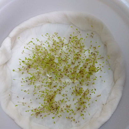 Chamomile German Seeds