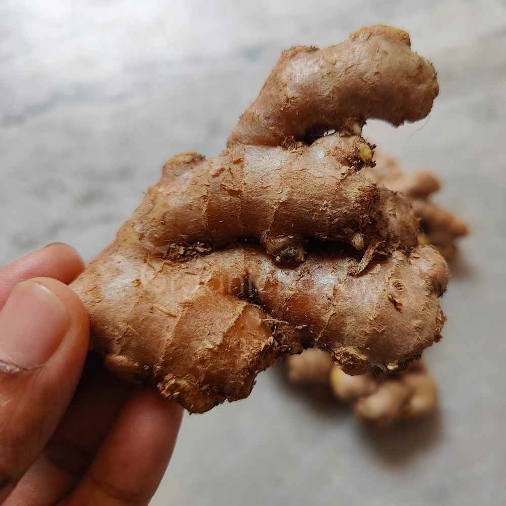 Ginger (Adrak) RhizomeRootSeeds For PlantingGrowingSowing (1)