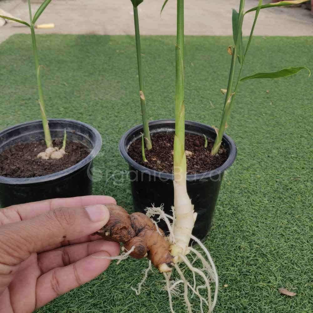 Ginger (Adrak) RhizomeRootSeeds For PlantingGrowingSowing (3)