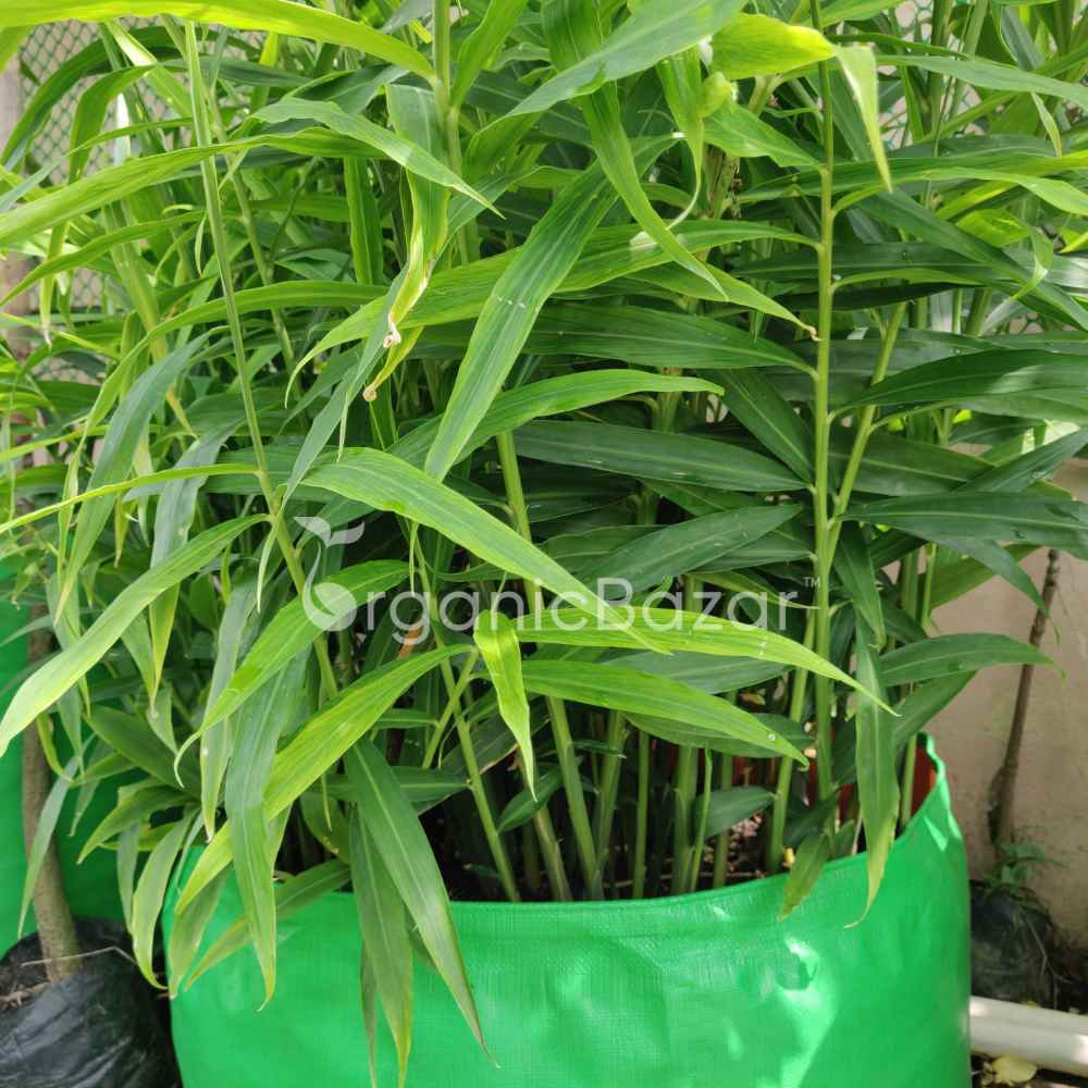 Ginger (Adrak) RhizomeRootSeeds For PlantingGrowingSowing (4)