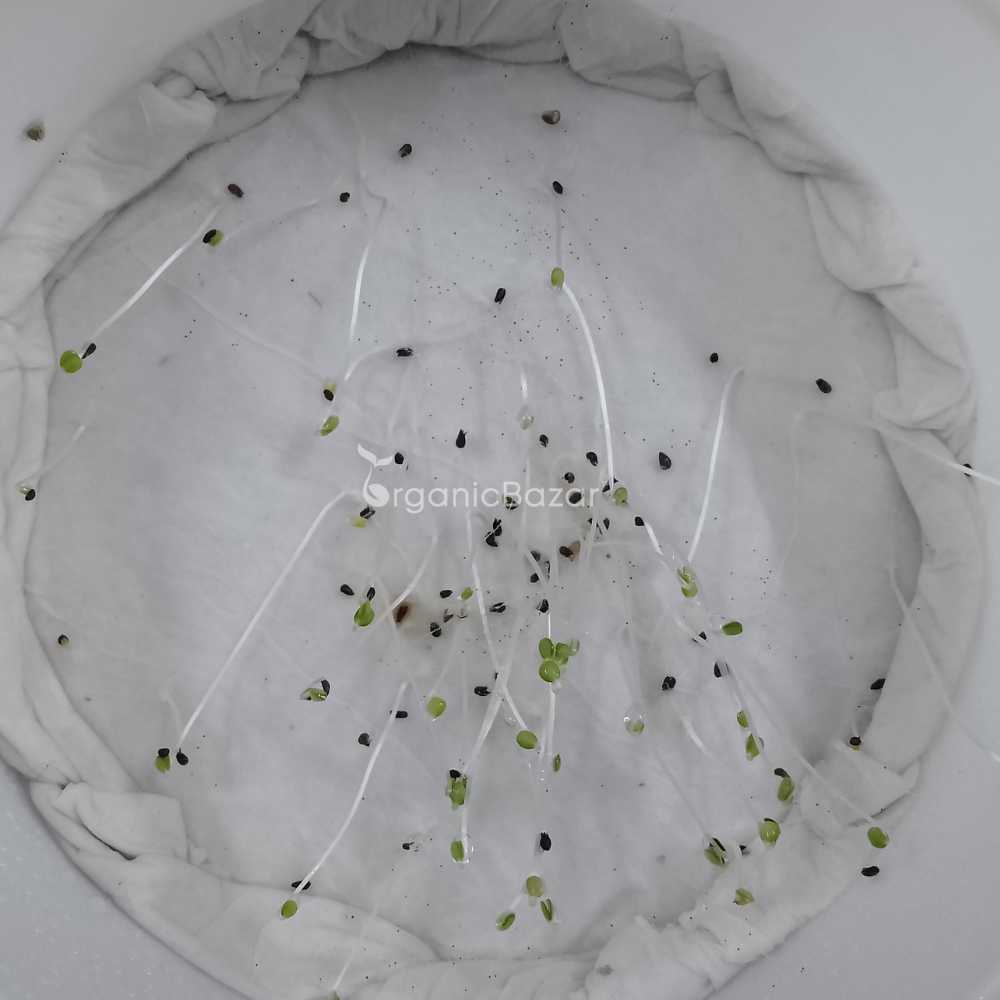Godetia Azaleaflora Mix Seeds