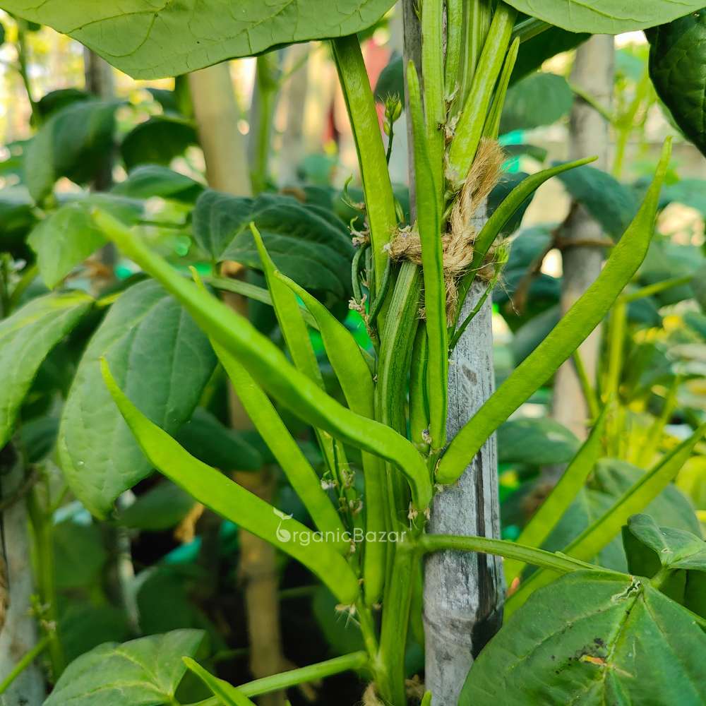 Gwar Phali (Cluster Beans) F1 Hybrid Seeds