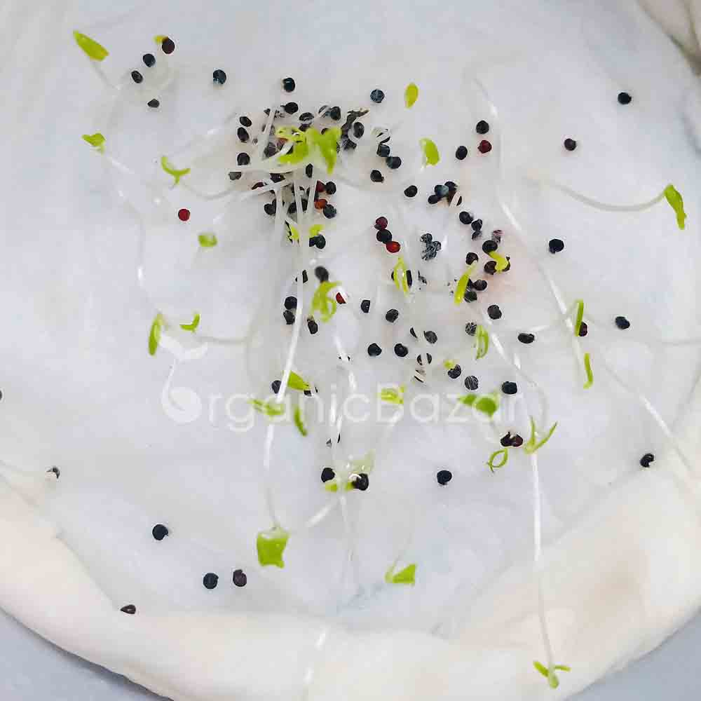 Gypsophila White Seeds