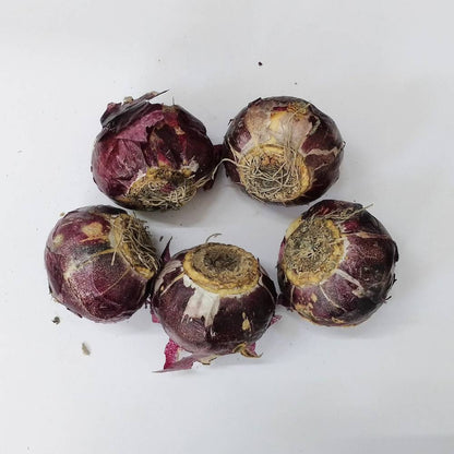 Hyacinth Delfts Blauw (Blue) Flower Bulbs