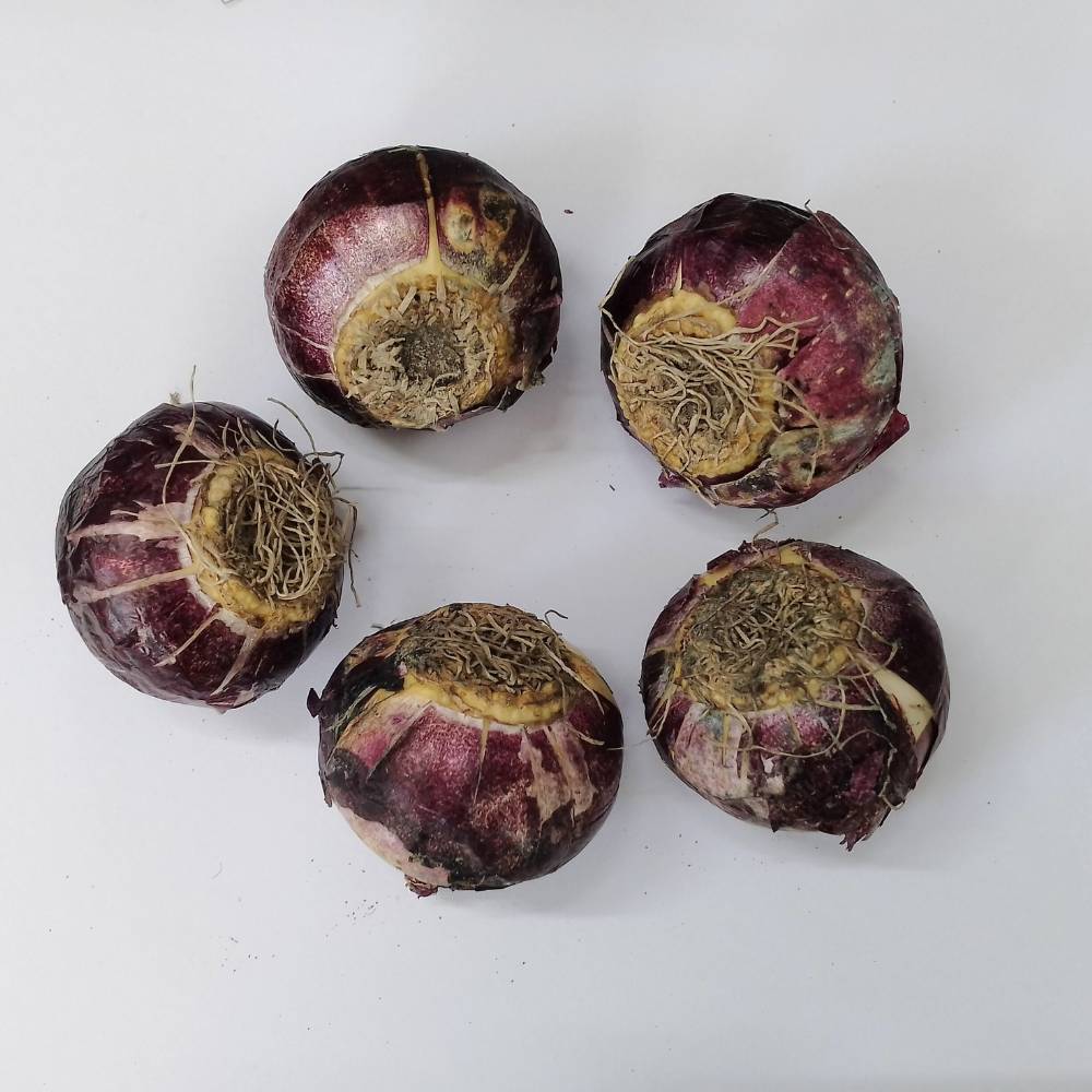 Hyacinth Fondant (Pink) Flower Bulbs