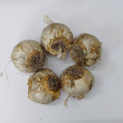 Hyacinth Aiolos (White) Flower Bulbs