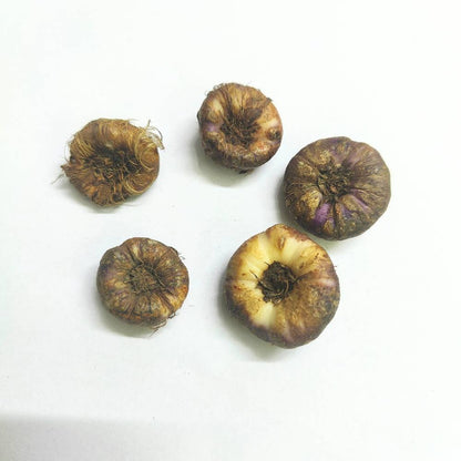 Ixia Yellow Flower Bulbs