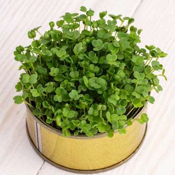 Kale Green Microgreen Seeds