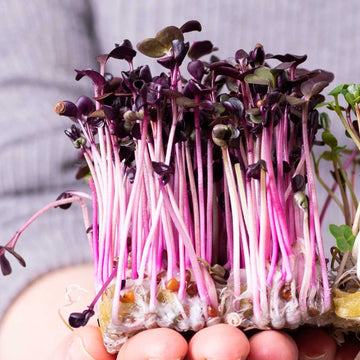 Kale Purple Microgreen Seeds