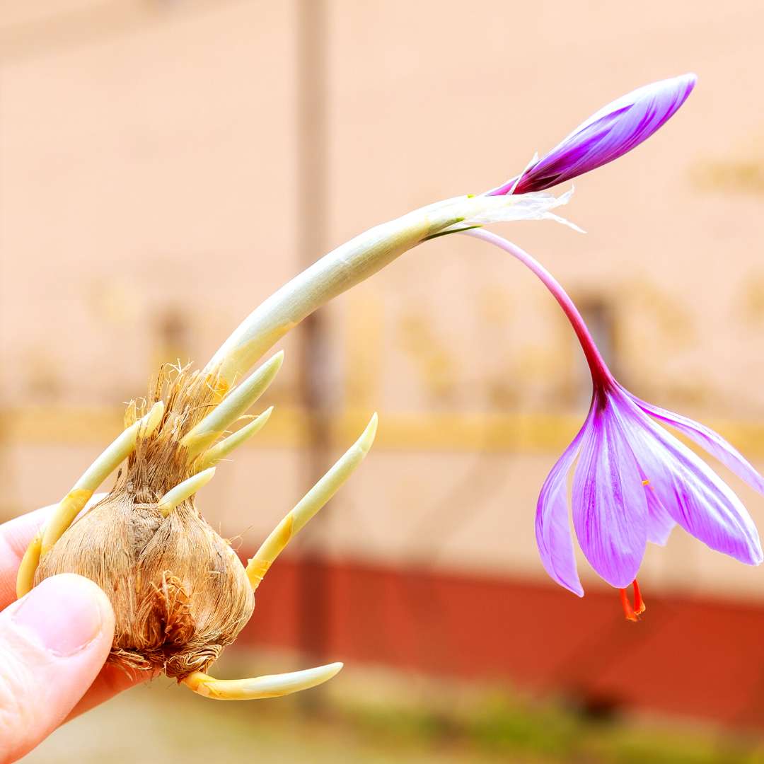 Kesar Bulb Buy Kashmiri Saffron (Kesar) Bulbs Online - Organicbazar