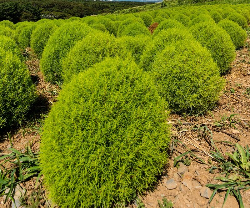 Kochia Fire Bush