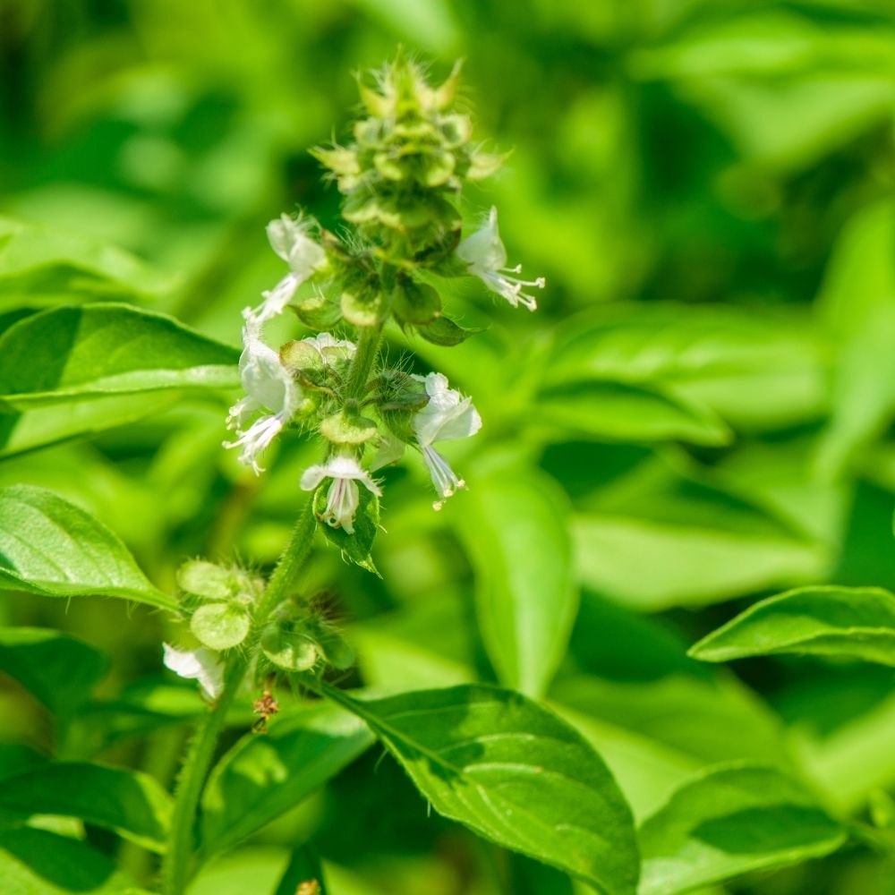 Lemon Basil