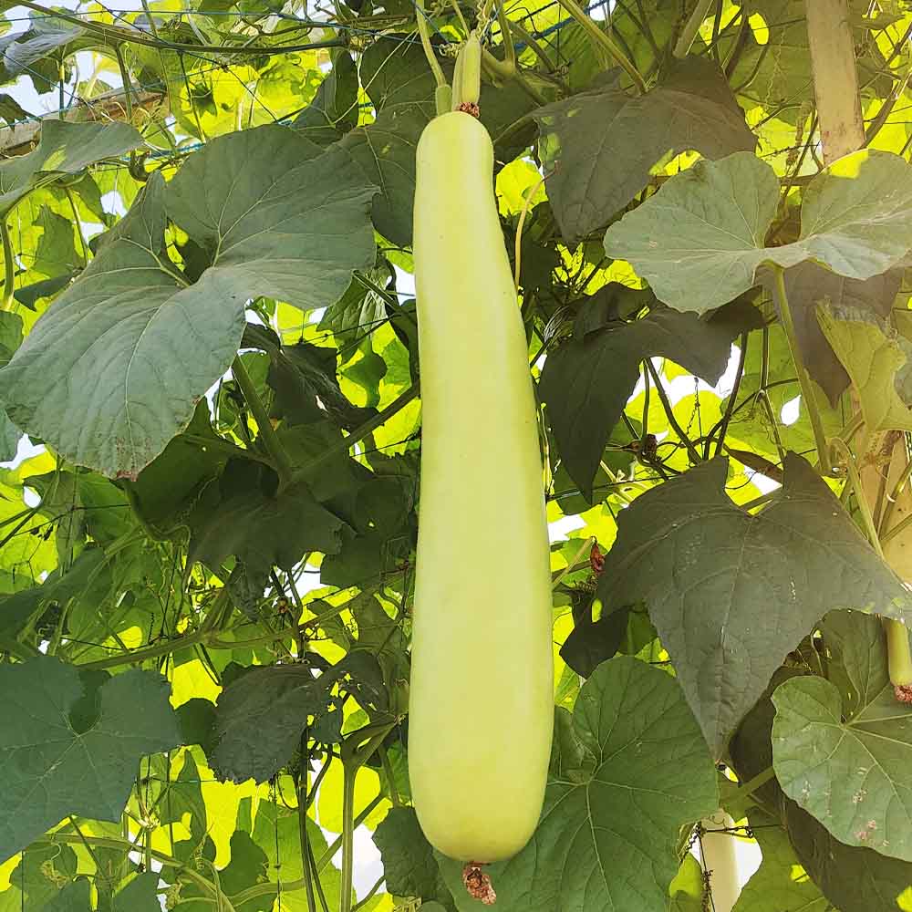 Bottle Gourd (Lauki / Ghiya) Long  Seeds