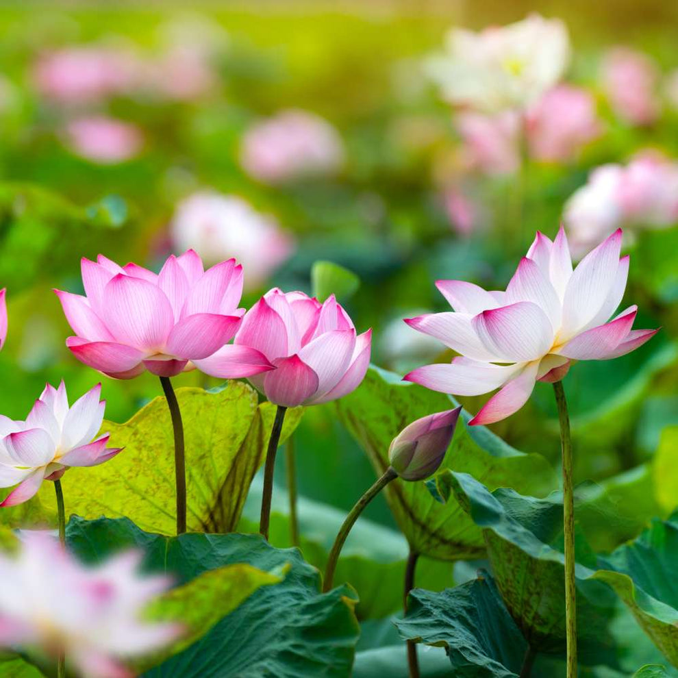Lotus Flower Mixed Color Seeds online - OrganicBazar – Organicbazar