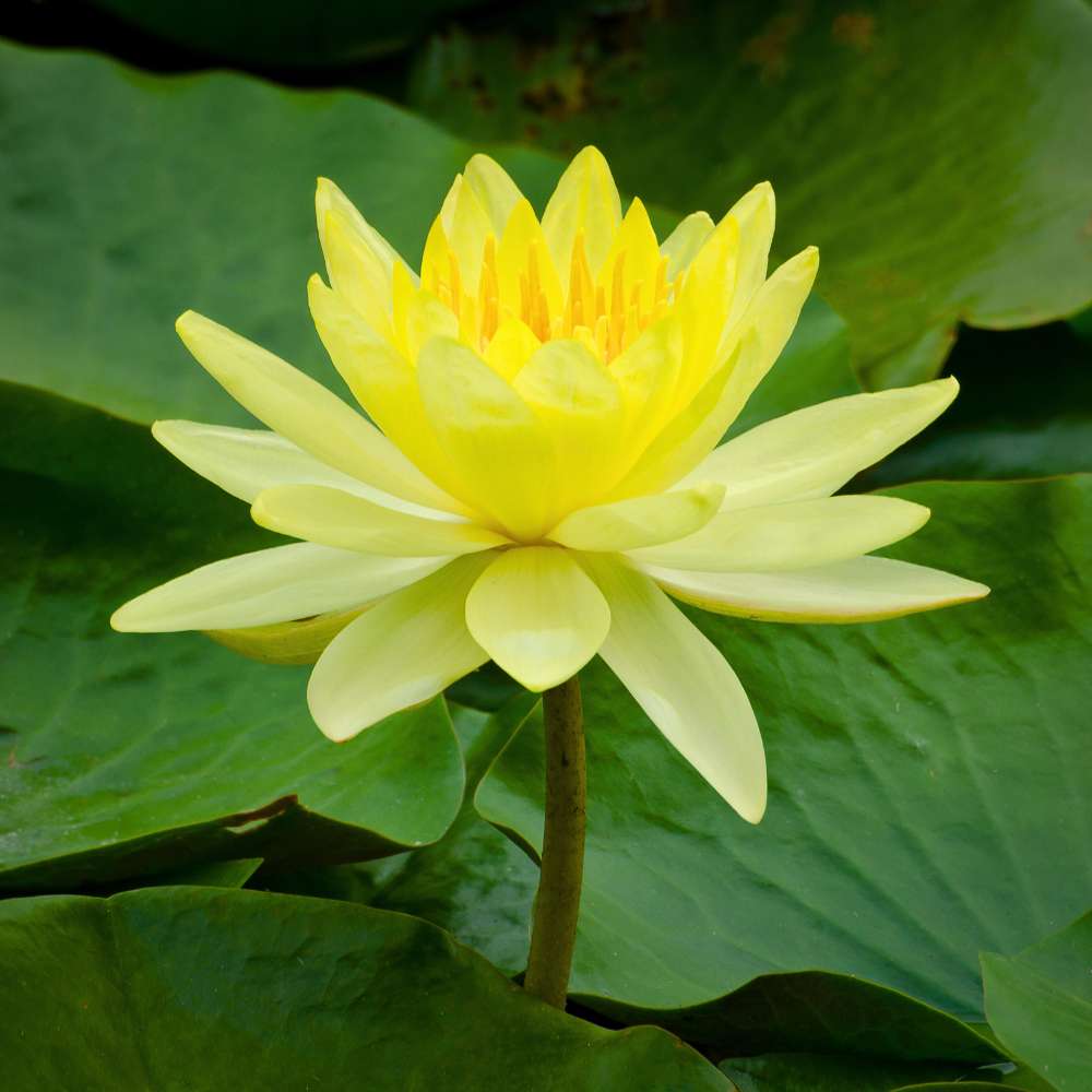 Lotus (4)
