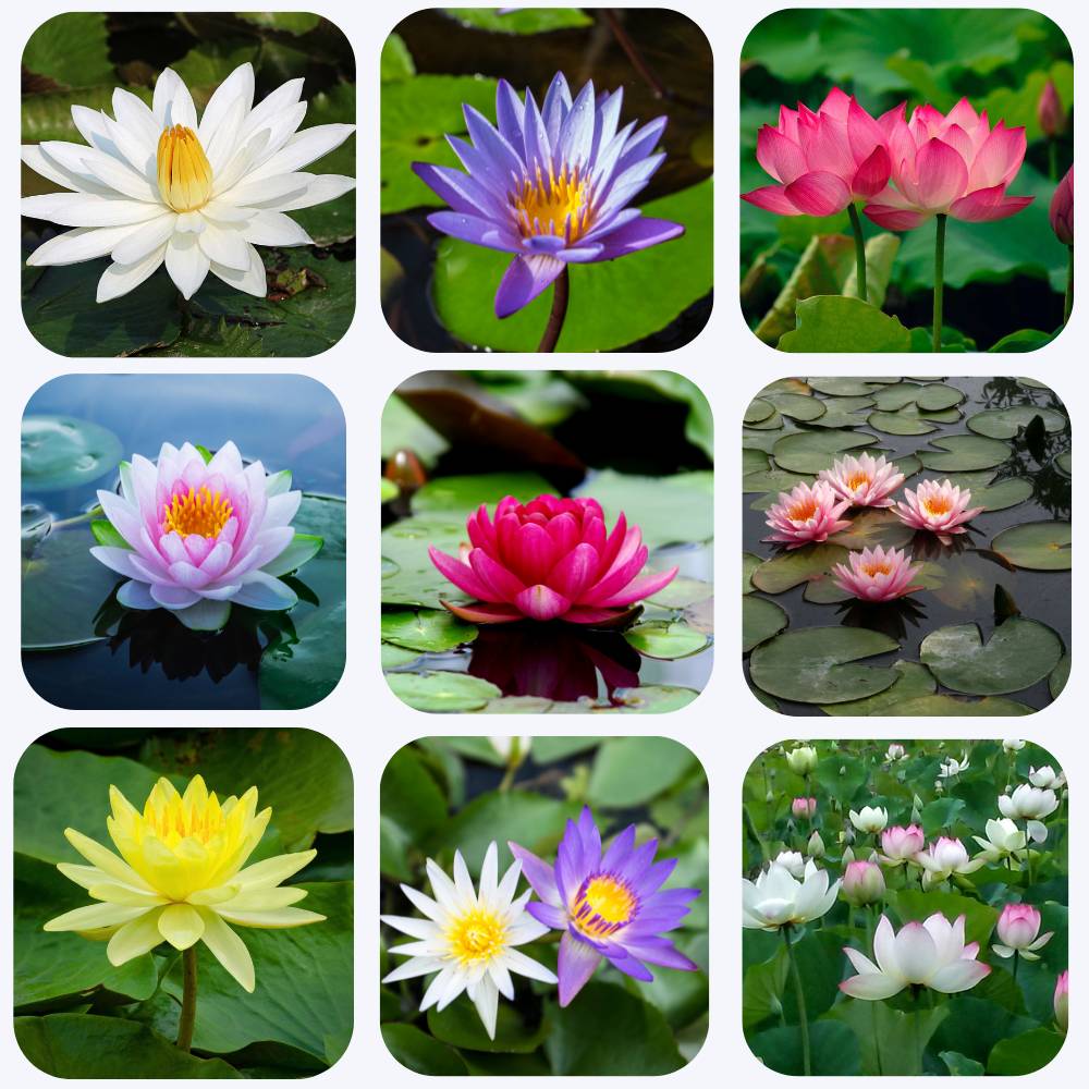 Lotus Flower Mixed Color Seeds