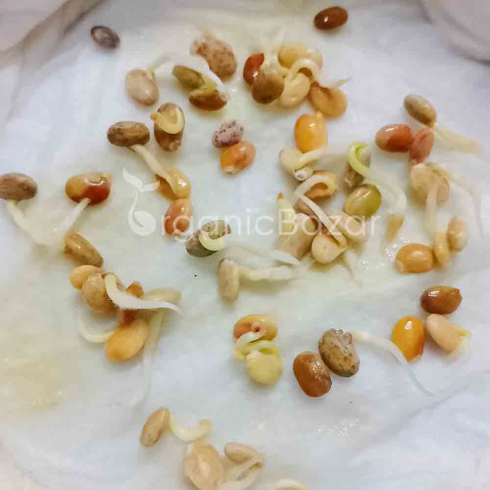 Lupin Hartwegii Pixie Mix Seeds
