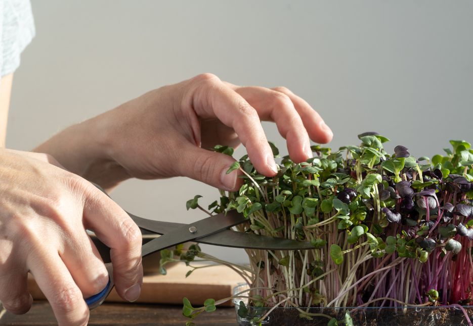 Microgreens (1)