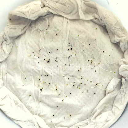 MintPeppermint (Mentha Pipreta) Seeds Pudina Ke Beej - पुदीना के बीज