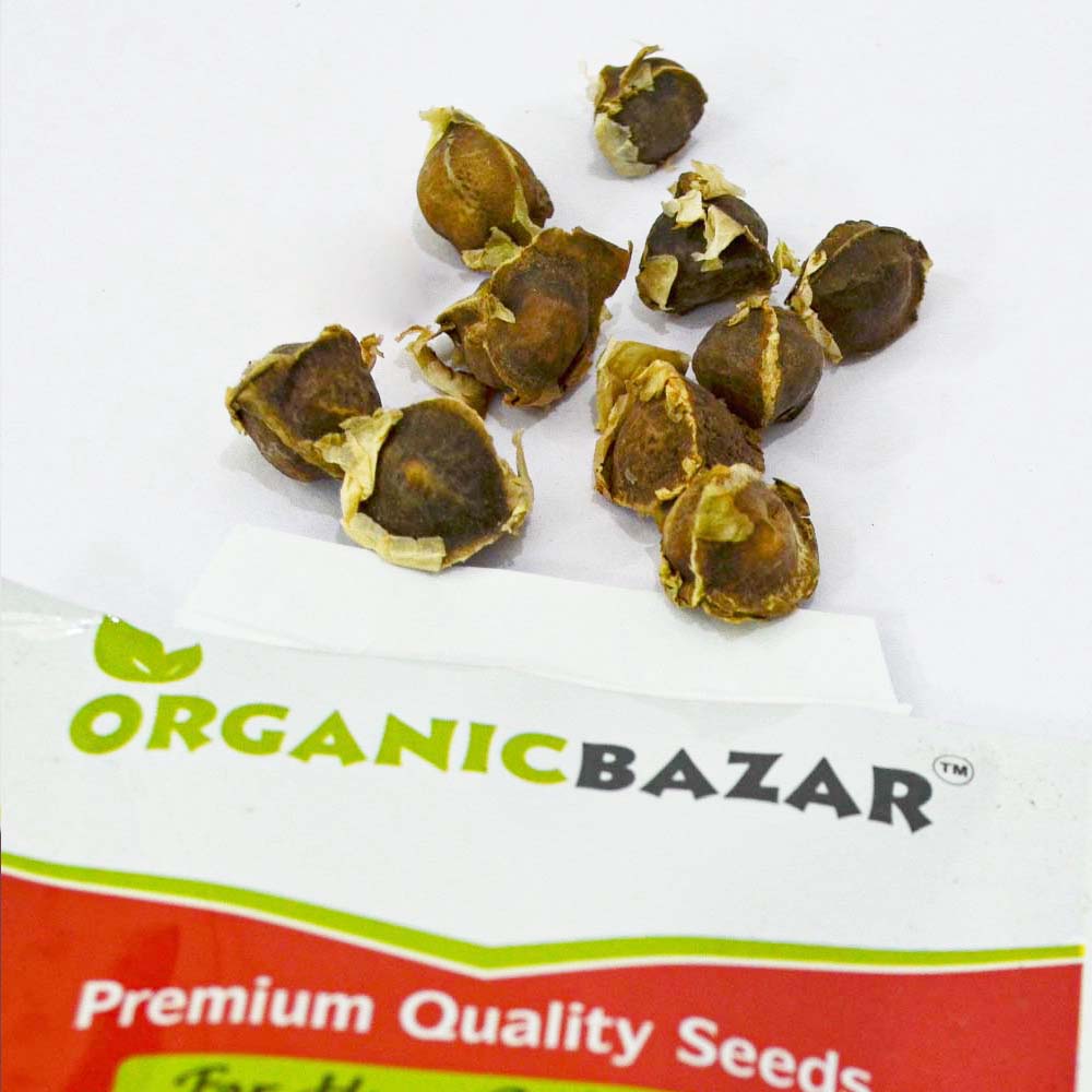 Moringa Drumstick Seeds (Saijan)