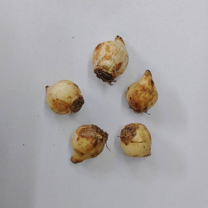 Muscari Siberian Flower Bulbs