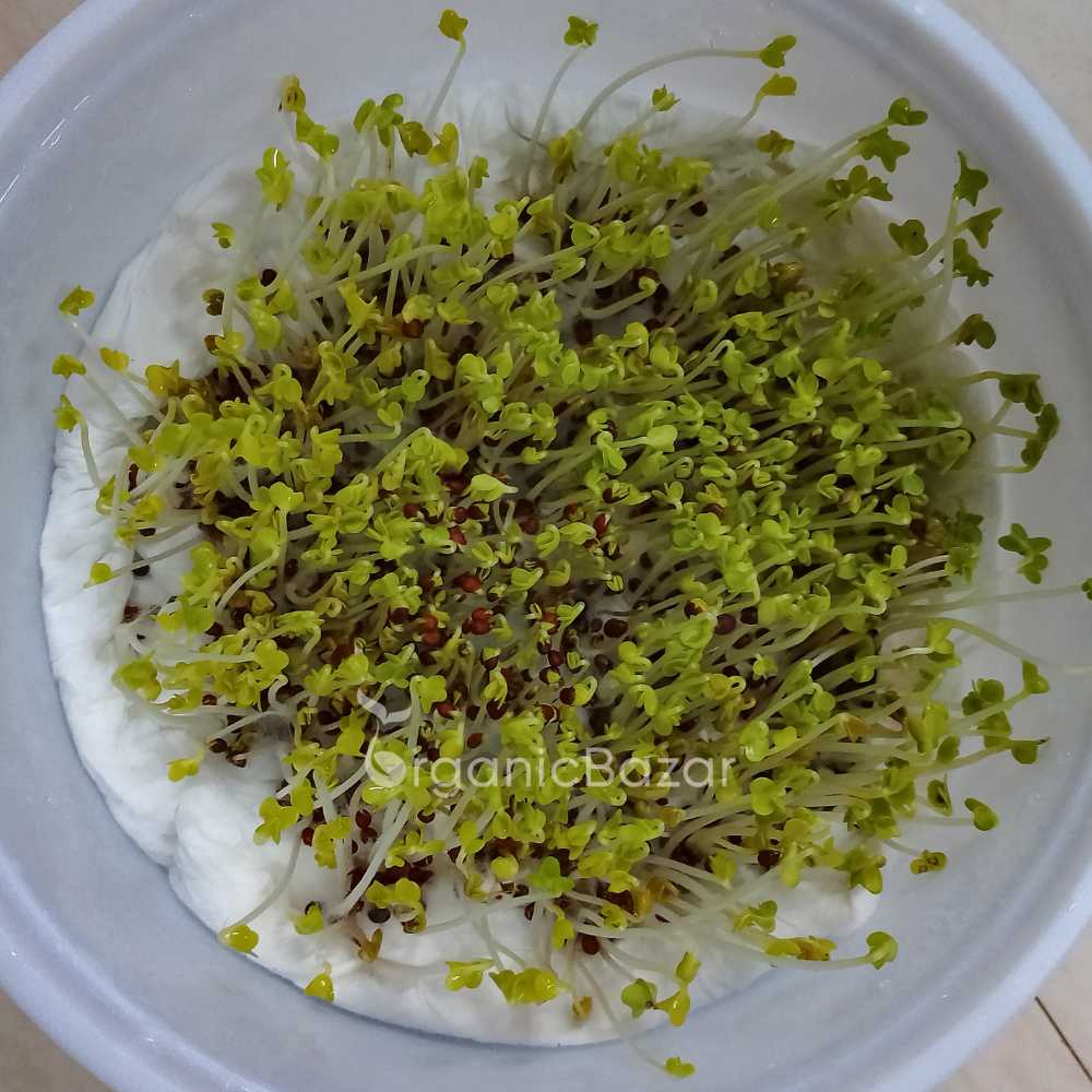 Mustard Microgreen Seeds