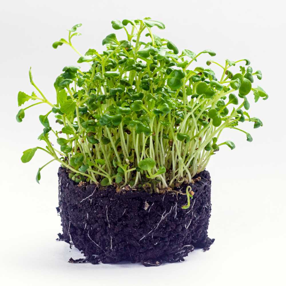 Mustard Microgreen Seeds