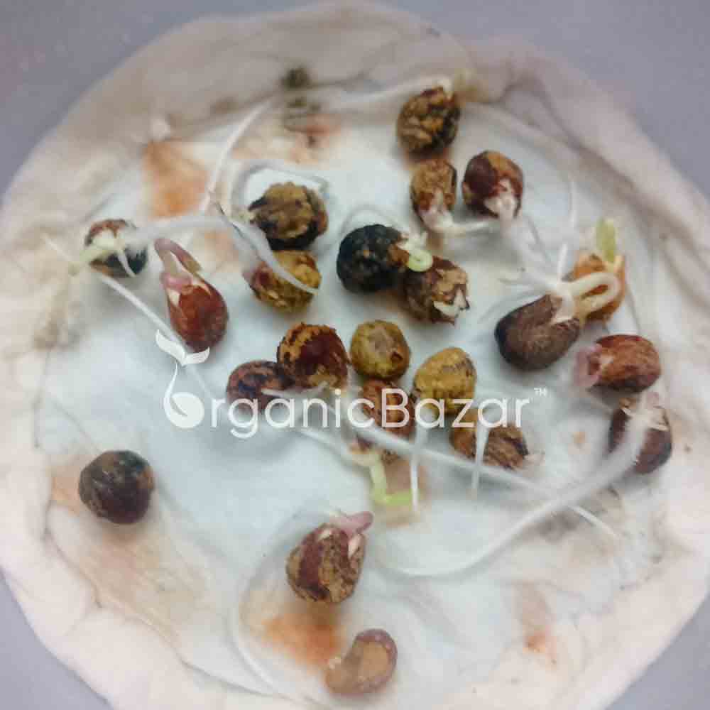 Nasturtium Jewel of Africa Mix Seeds