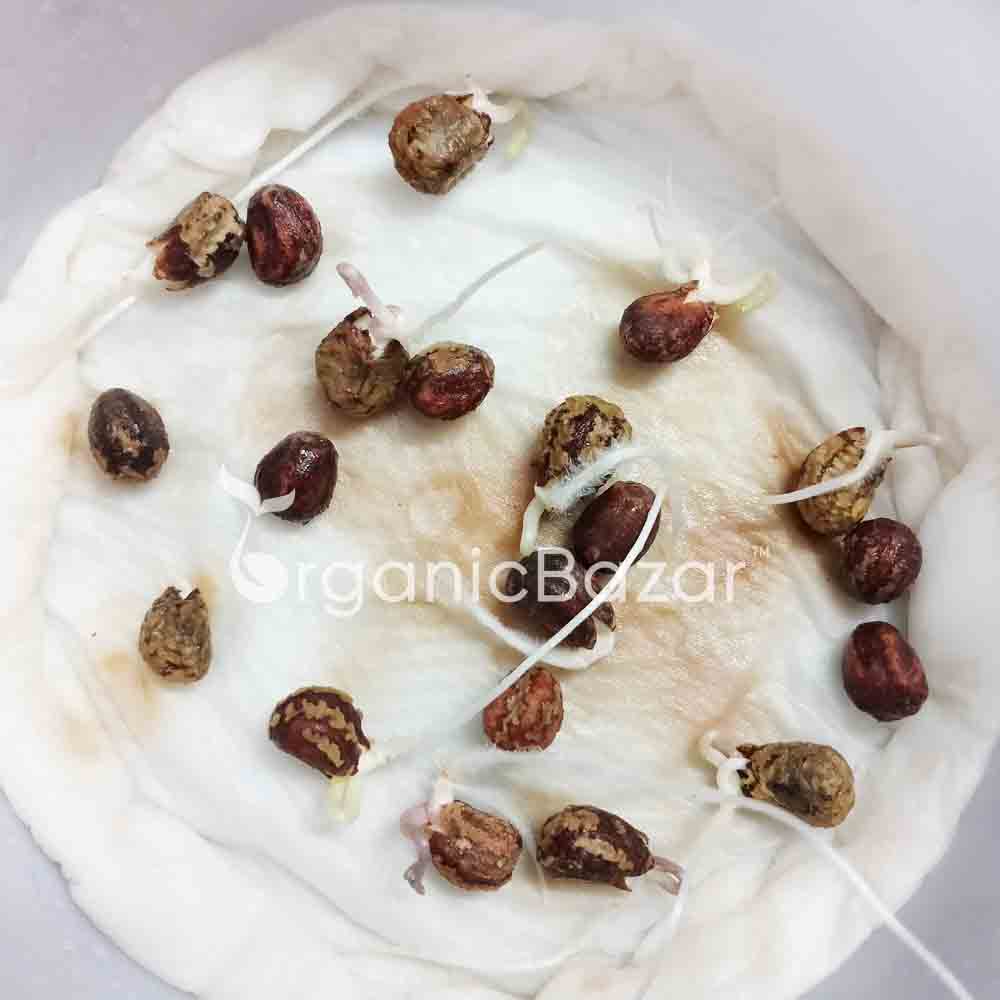 Nasturtium Variegated Mix Seeds