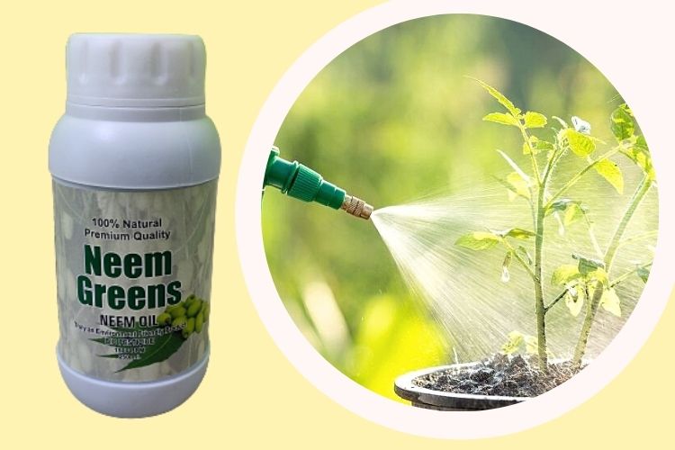 Neem Oil Spray On Plants In Hindi 