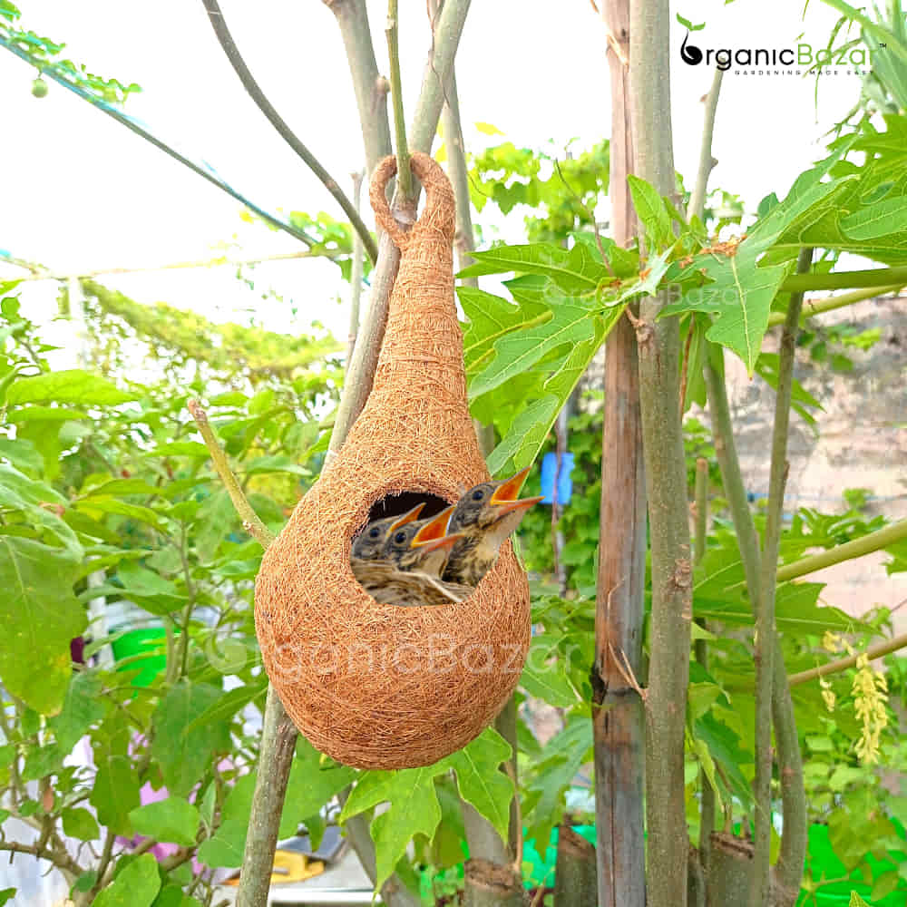 OB coir bird nest baby