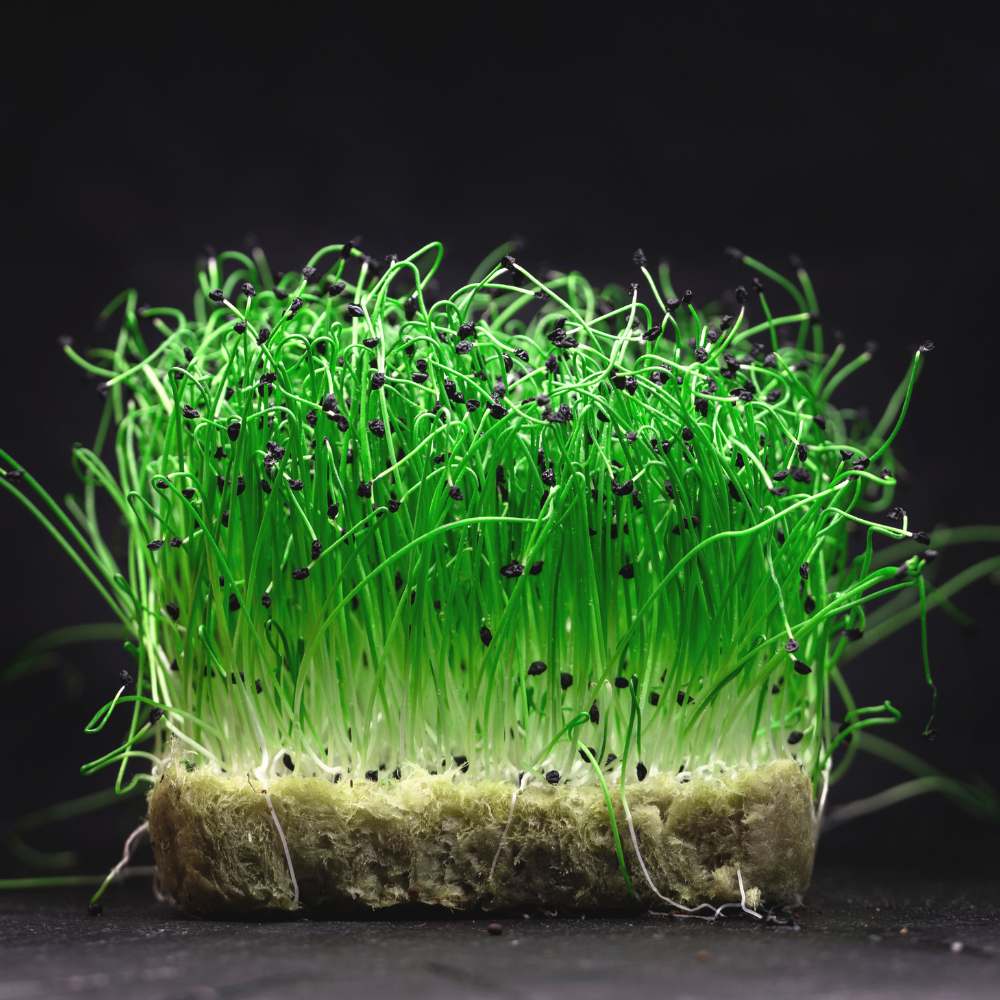 Onion Microgreen Seeds