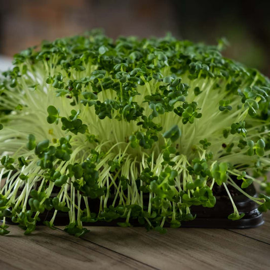 Cauliflower Microgreen Seeds