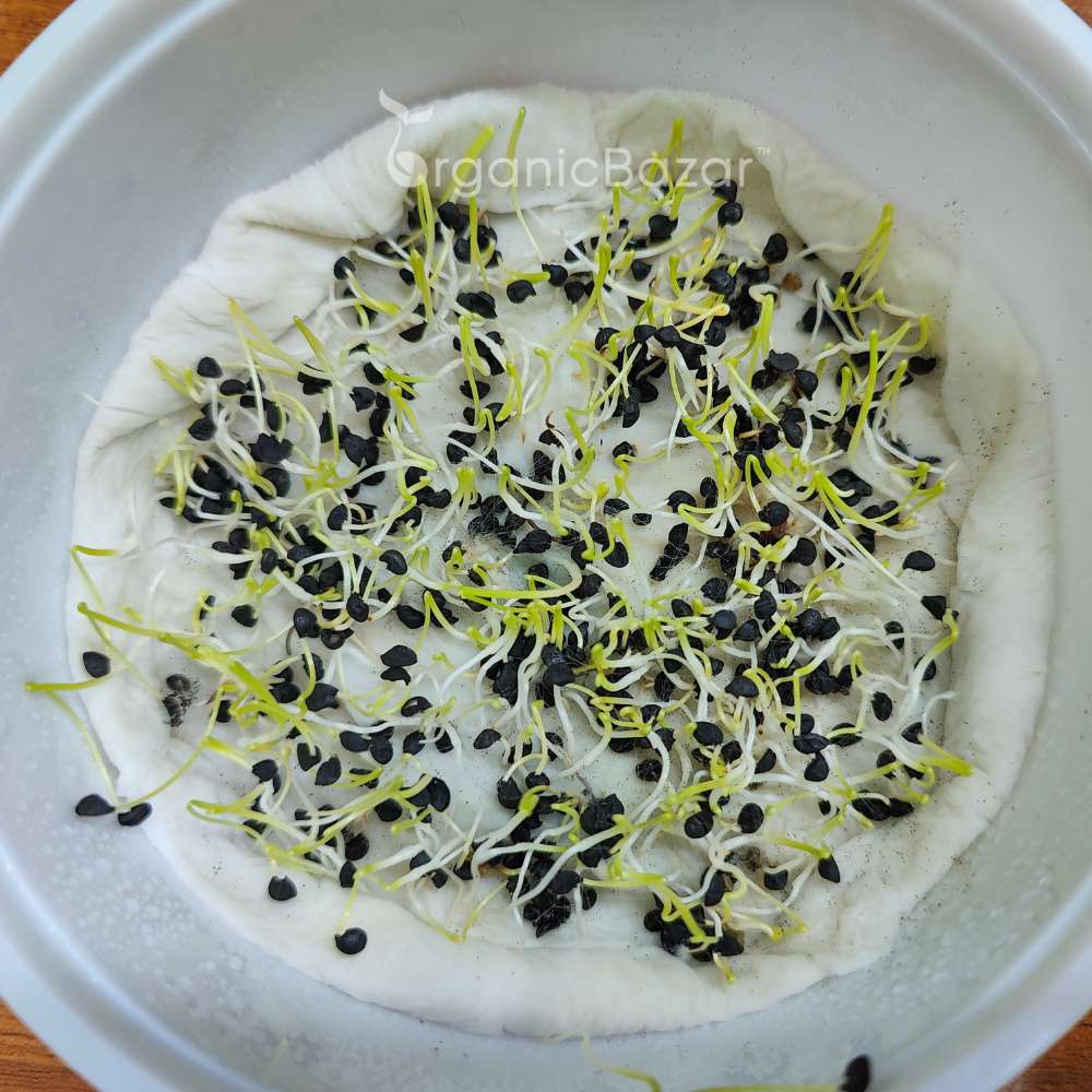 Onion Microgreen Seeds