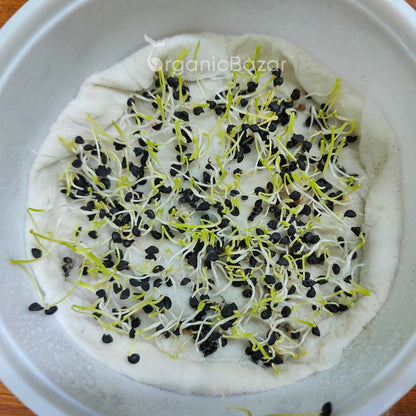 Onion Microgreen Seeds