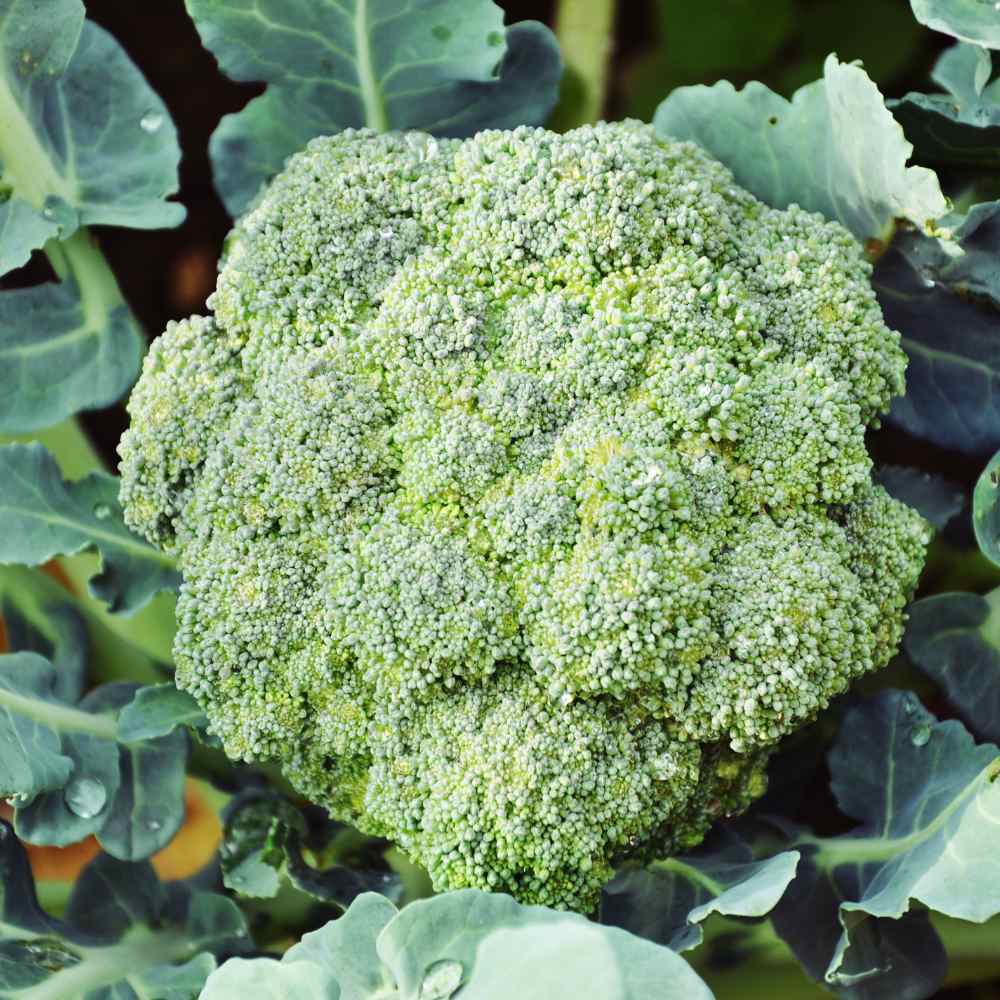 Organic Broccoli Seeds