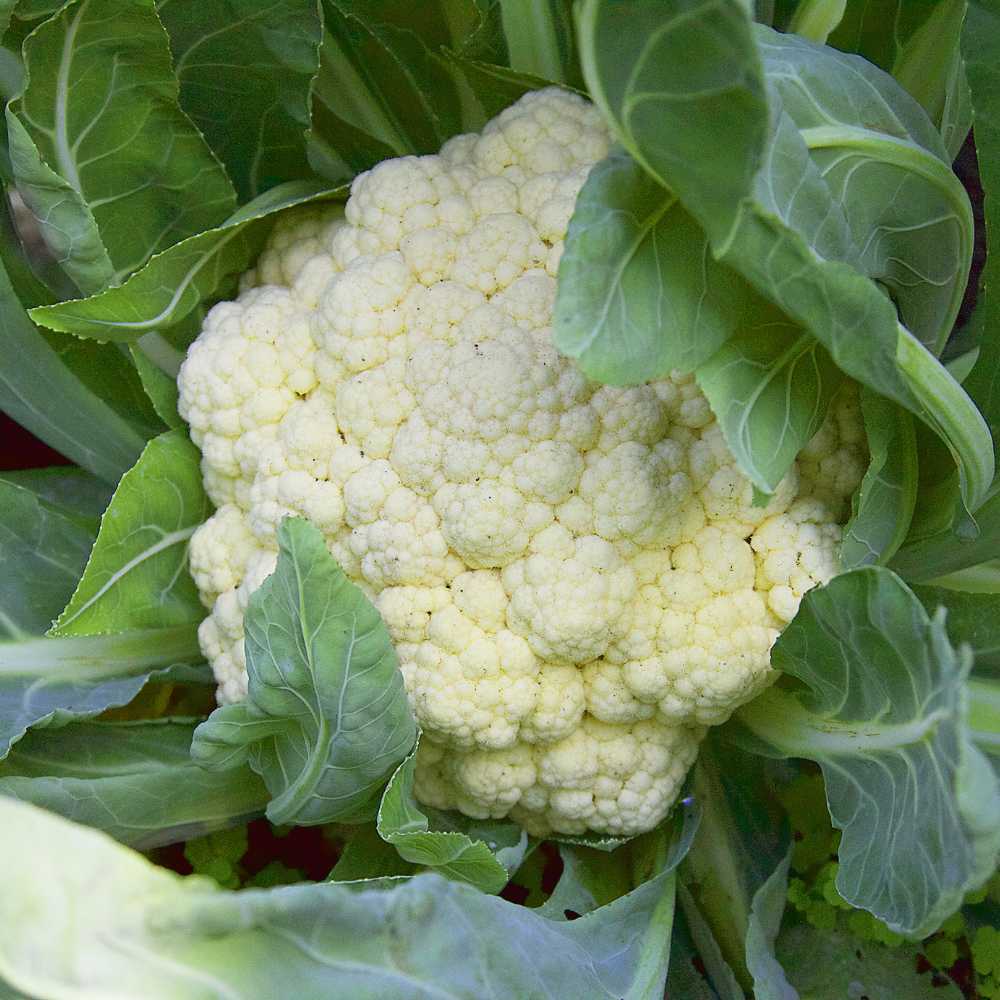 Organic Cauliflower Seeds