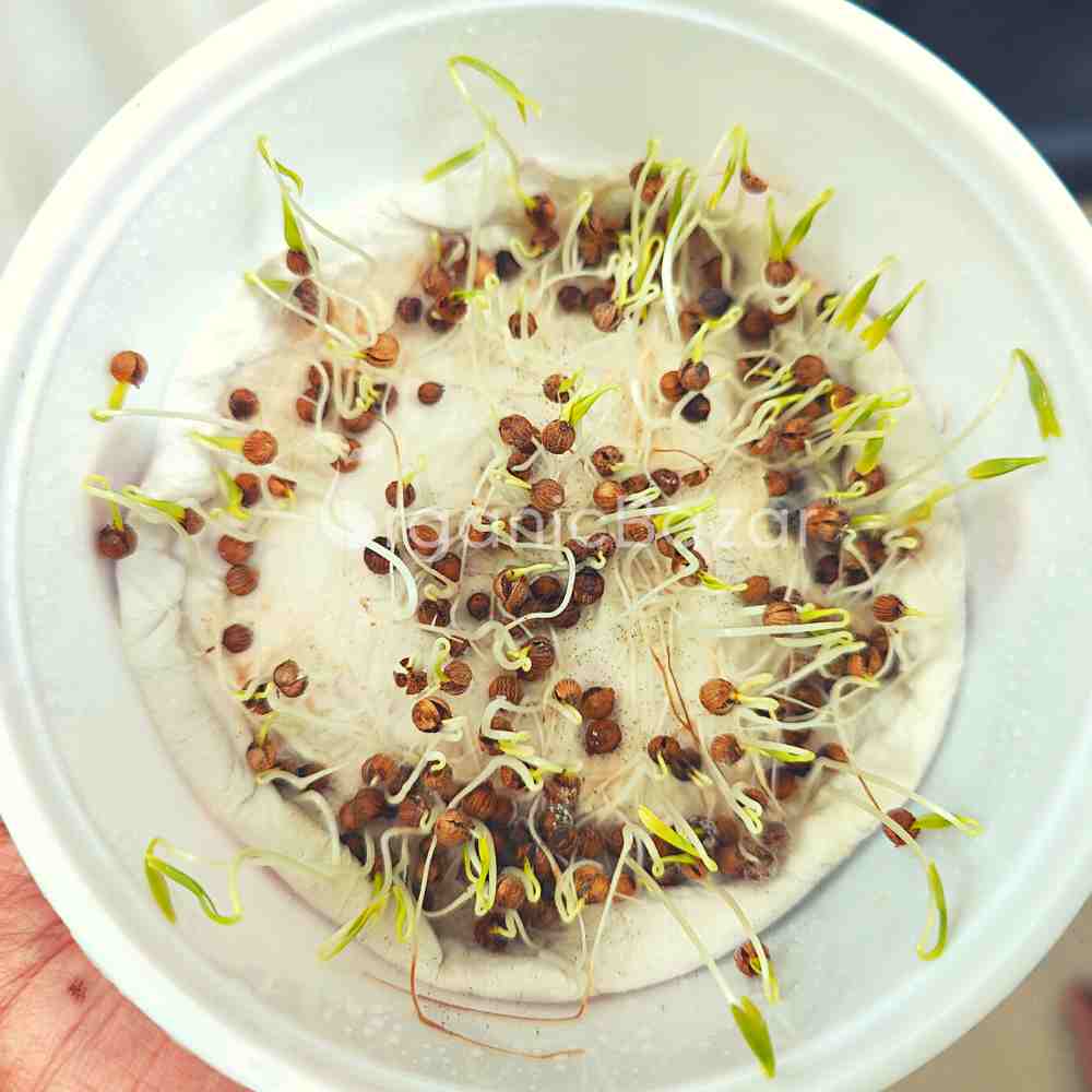 Organic Coriander (Dhaniya) Seeds