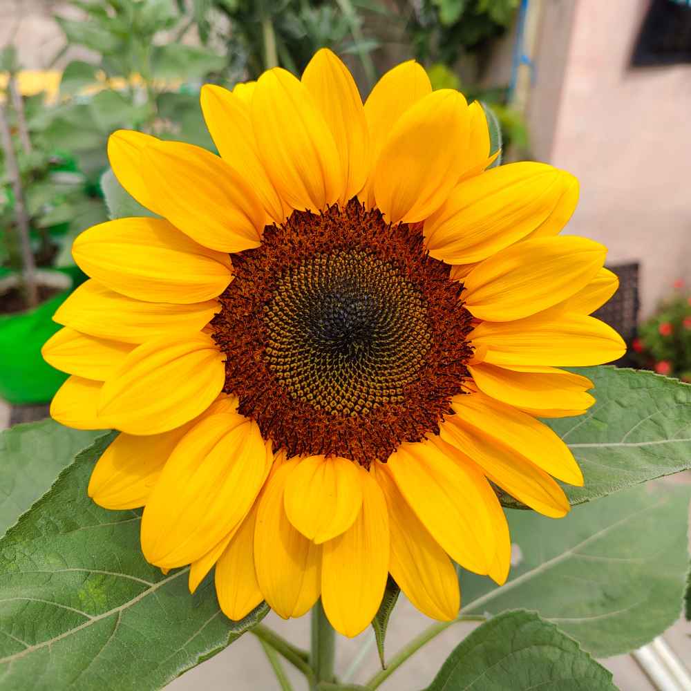 Ornamental Sunflower