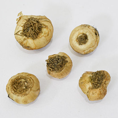 Ornithogalum Chincherinchee Flower Bulb (Set of 5)