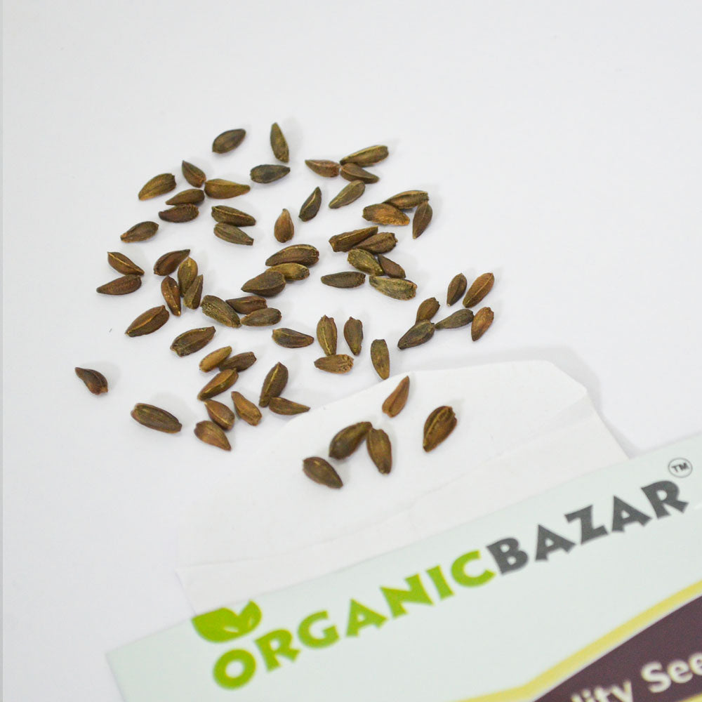Osteospermum Ecklonis Mix Seeds